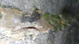 acastle 105570.jpg